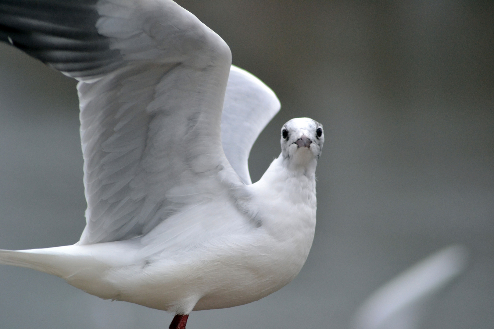 Was guckst du?