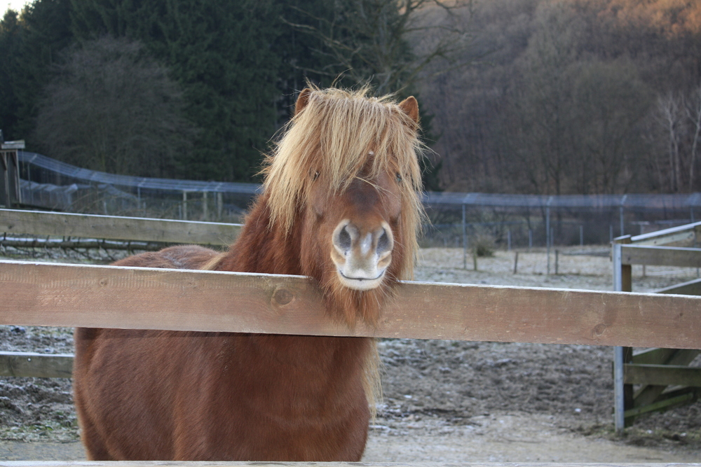 Was guckst Du...?