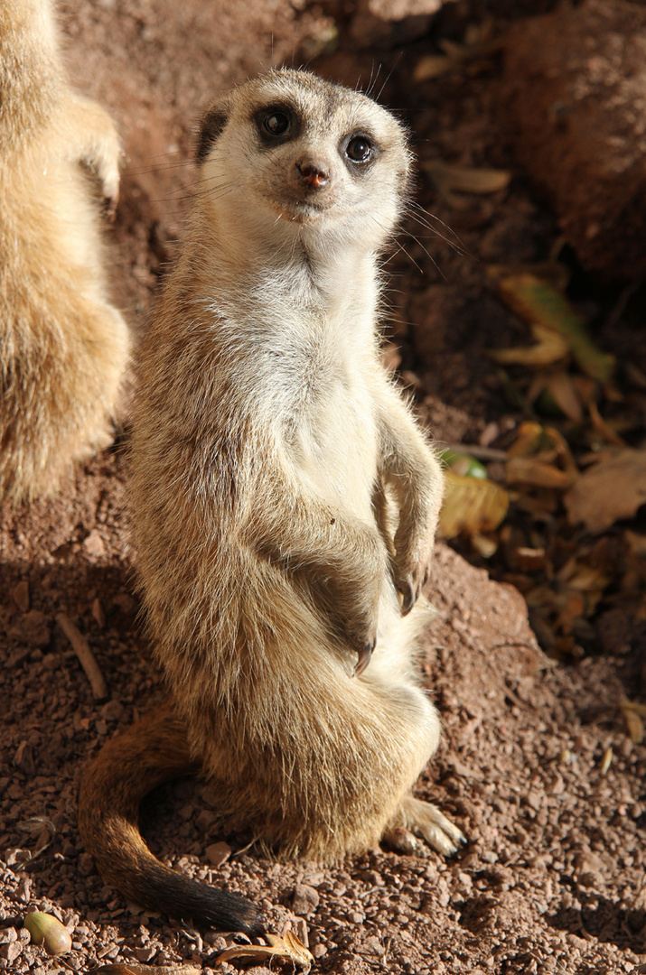 Was guckst Du?