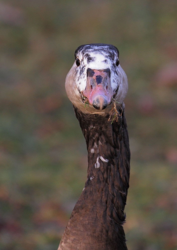 "Was guckst Du?"