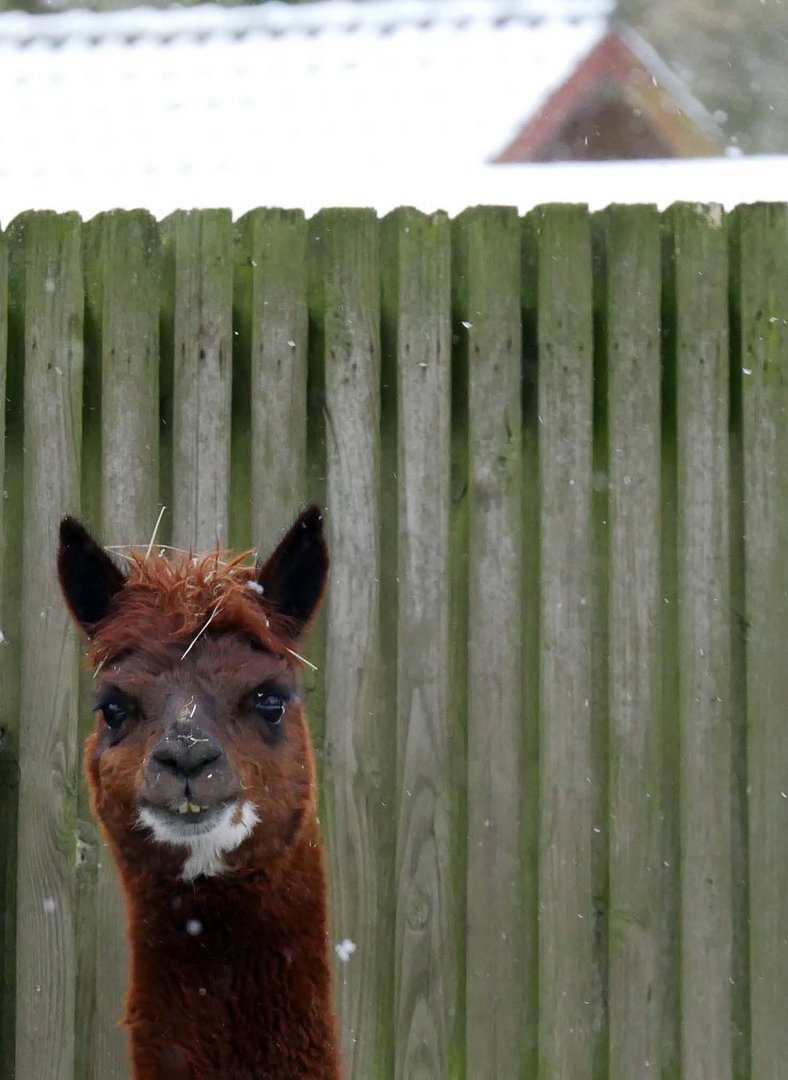 Was guckst du ??