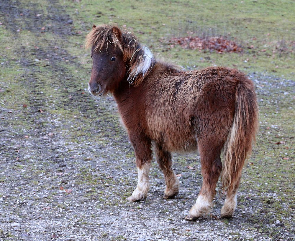 "Was guckst Du?"