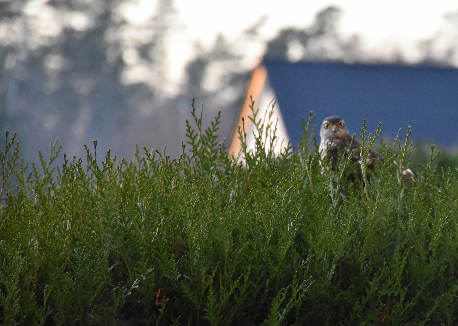 Was guckst du?