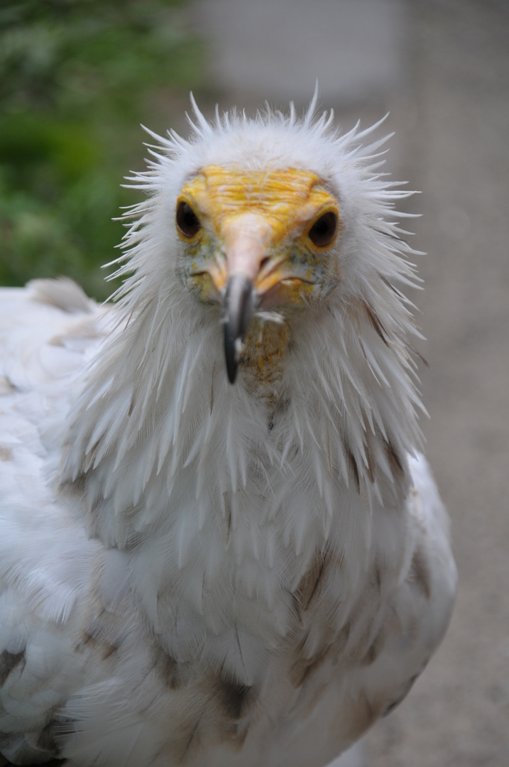 was guckst du?