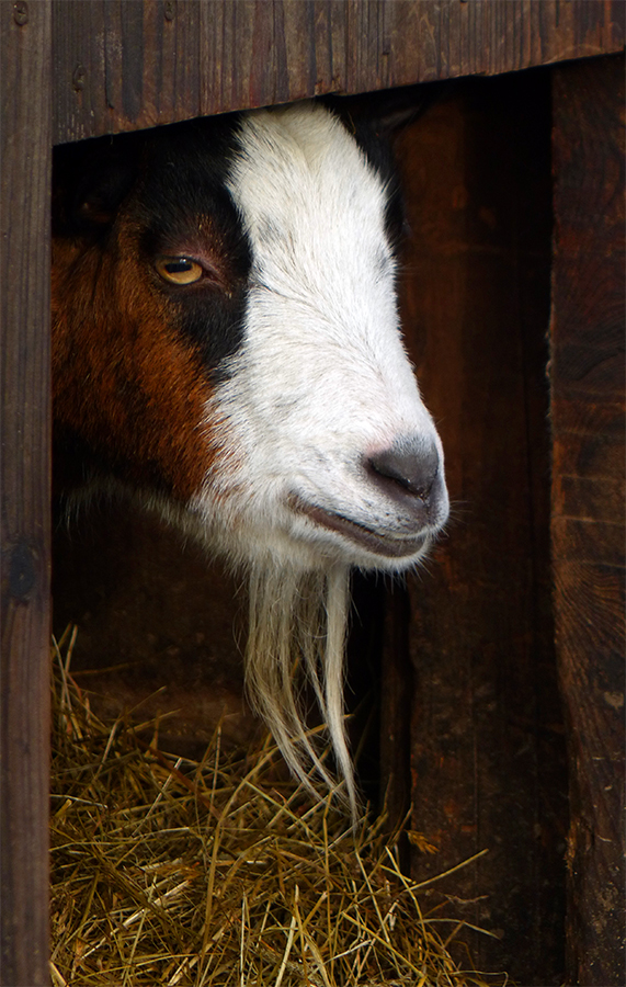 "Was guckst Du?"