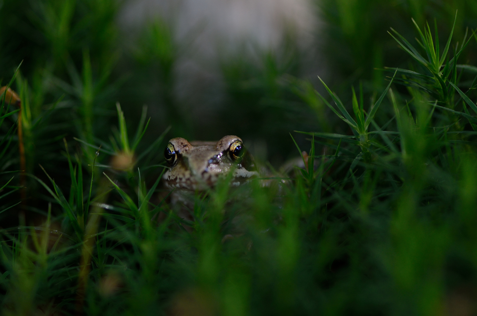 ... was guckst Du ... ( Fotograf )