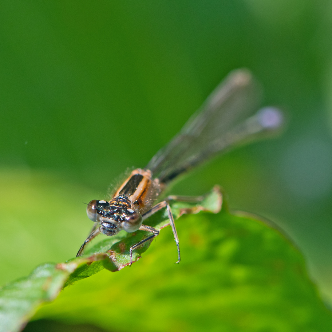 "Was guckst du?" - Große Pechlibelle (Ischnura elegans) ist . . .