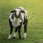 "Was guckst Du ? Hast Du noch nie ein Schaf gesehen ?"