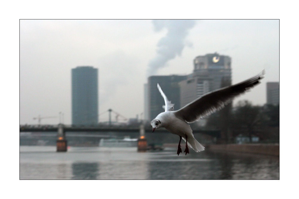 Was guckst Du, hast Du noch nie eine Möwe in Frankfurt gesehen?