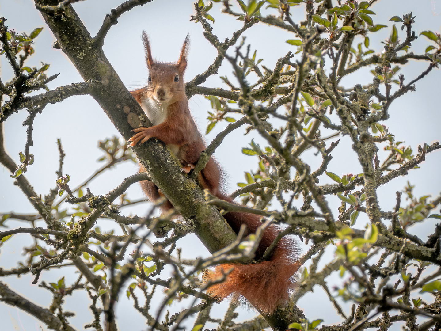 "Was guckst Du, ich bin nicht der Osterhase!"