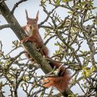 "Was guckst Du, ich bin nicht der Osterhase!"