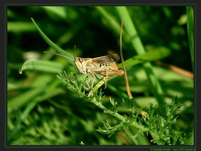 Was guckst du?! II