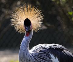 Was guckst Du? Is´was?