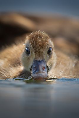 Was guckst du! Kolbenentenku?ken