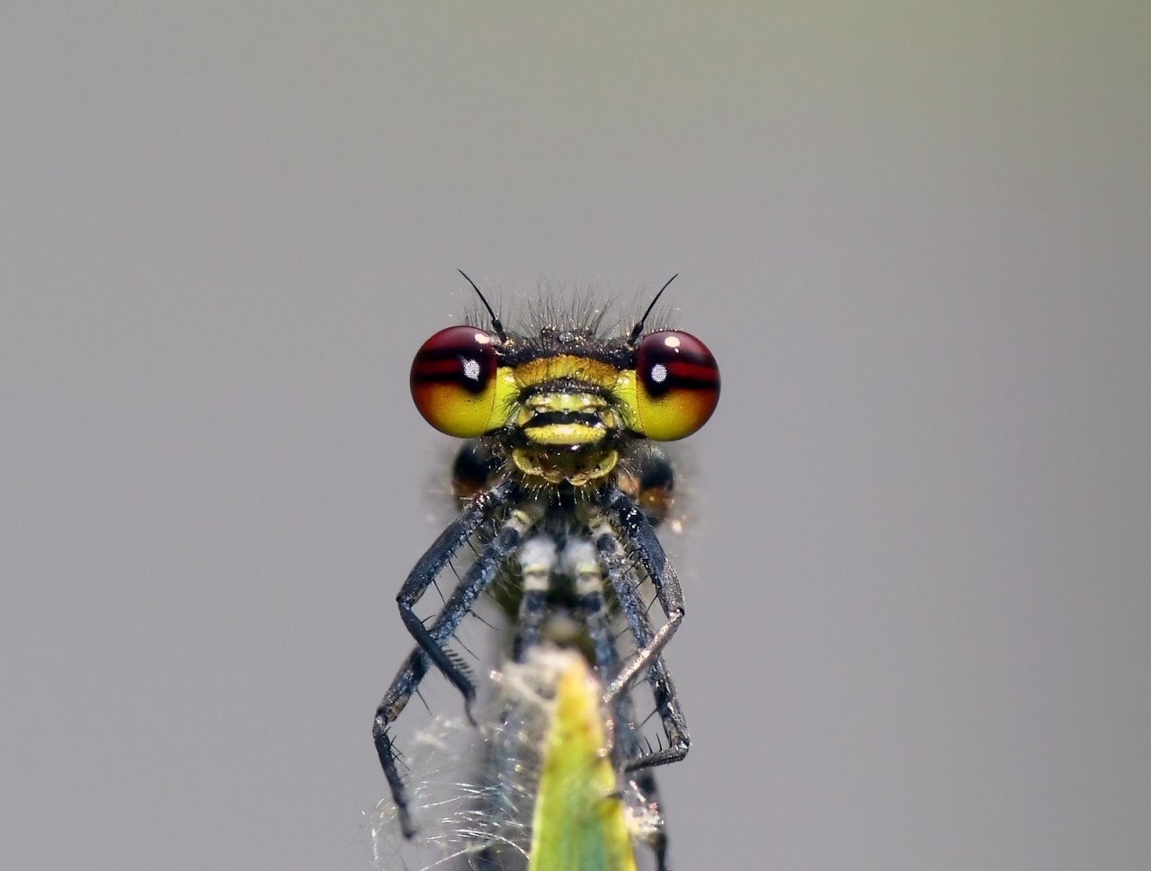 Was Guckst Du - Libelle Binsenjungfer