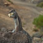 Was guckst Du? Noch nie ein Hörmchen gesehen?