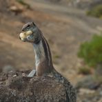 Was guckst Du? Noch nie ein Hörmchen gesehen?