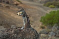 Was guckst Du? Noch nie ein Hörmchen gesehen?