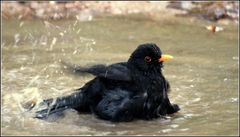 was guckst du....? noch nie ne Amsel baden gesehen...?