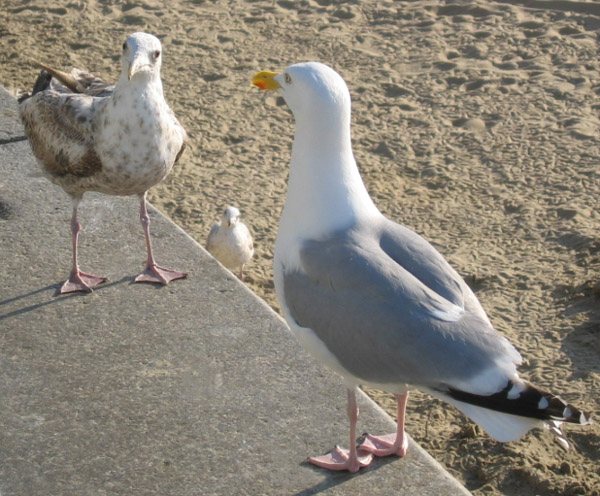 Was guckst du? oder: Scheiß Paparazzi!