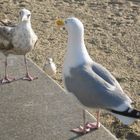 Was guckst du? oder: Scheiß Paparazzi!