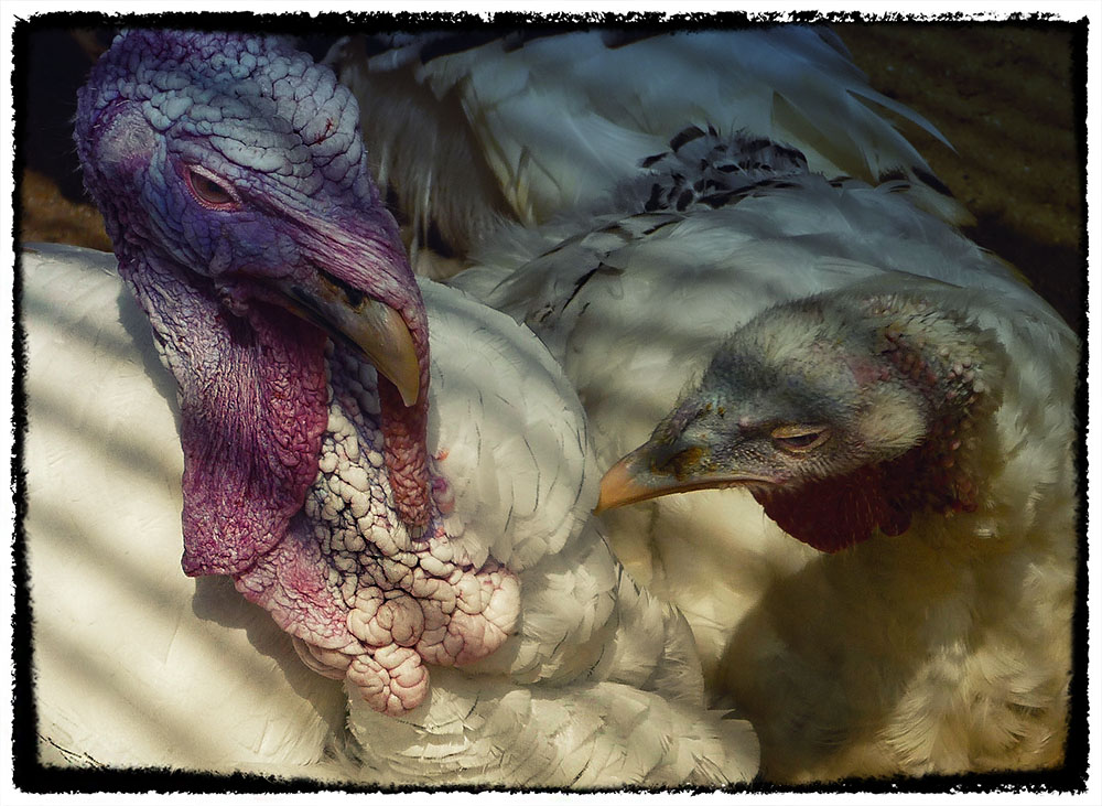 Was guckst Du................... oder The Turkey with the Brain-Shawl (frei nach Marina Luise) :-)))