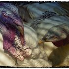 Was guckst Du................... oder The Turkey with the Brain-Shawl (frei nach Marina Luise) :-)))