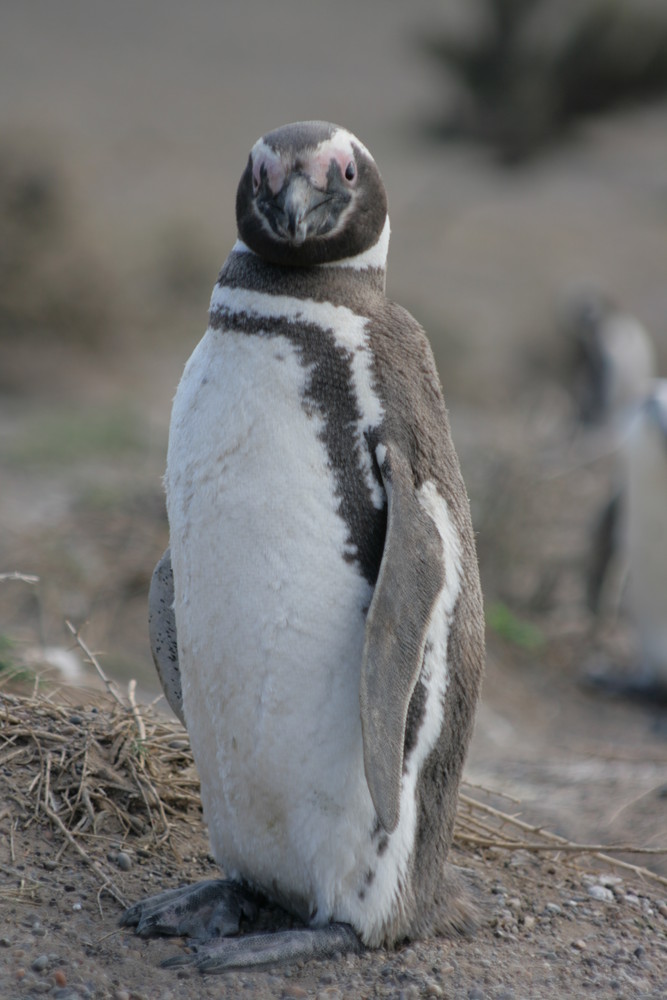 Was guckst Du - Pinguin in Patagonien