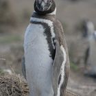 Was guckst Du - Pinguin in Patagonien