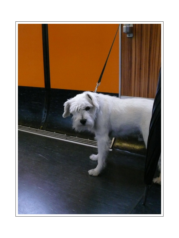 "Was guckst du?" ( Schnauzi rides with the Schwebenbahn).