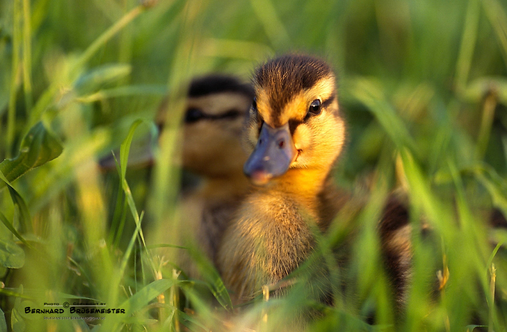 Was guckst du so?