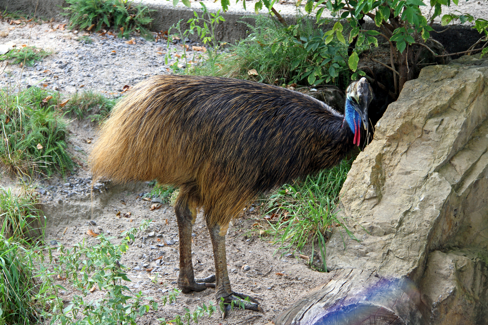 Was guckst du so verwundert?  Im Zoo Heidelberg