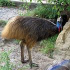 Was guckst du so verwundert?  Im Zoo Heidelberg