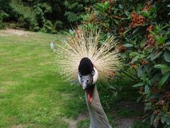 was guckst du, stört dich meine Feder im Haar?