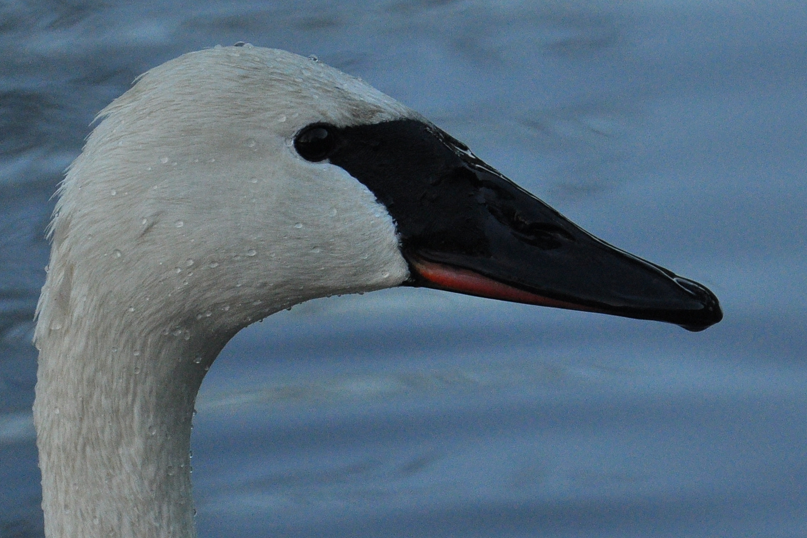 Was guckst Du?! Trompeterschwan in Deutschland