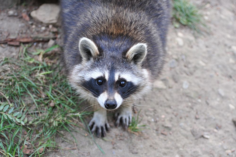 Was guckst Du... Waschbär