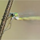 "Was guckst Du?" - Weidenjungfer riskiert ein Auge. . .