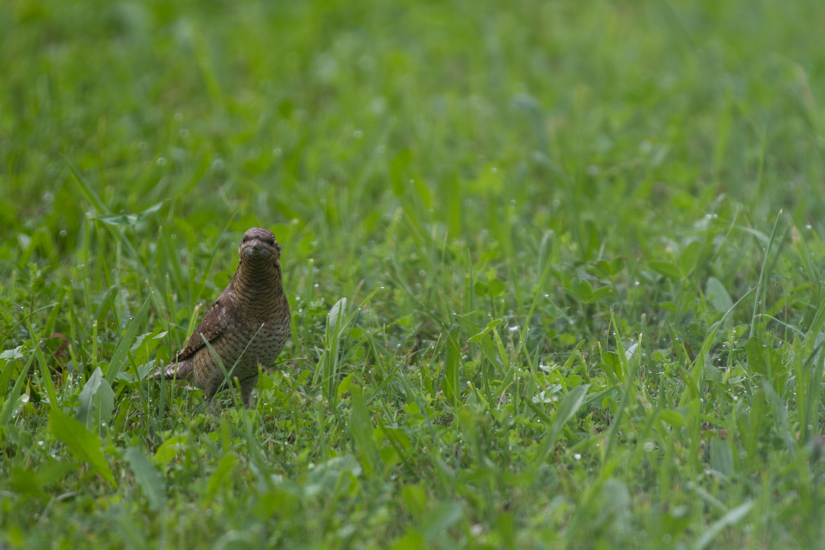 Was guckst du Wendehals?