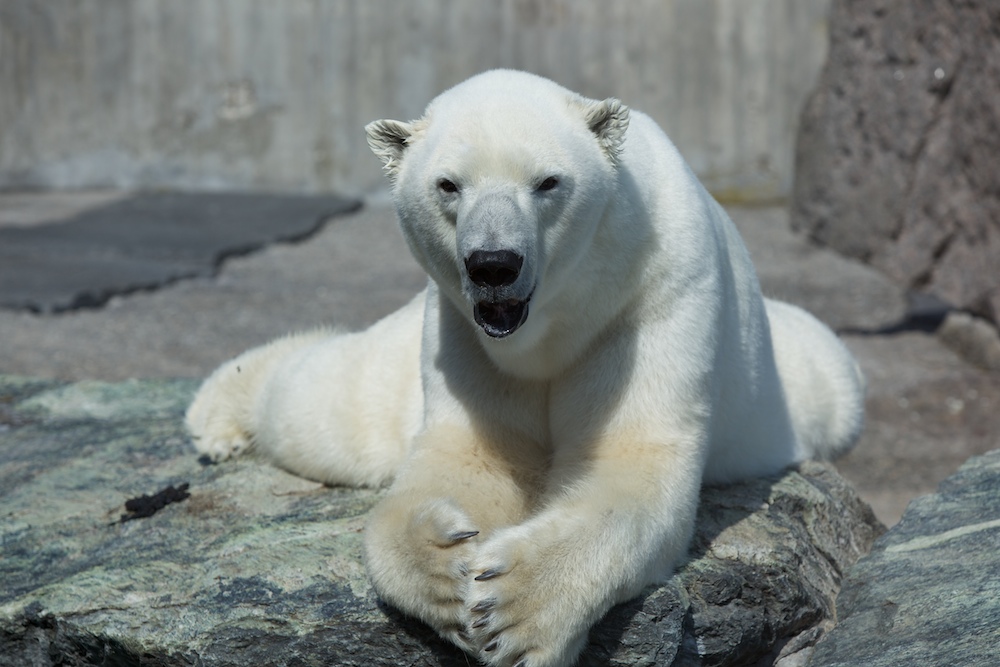 "Was guckst Du ..." wird sich der Eisbär hier wohl denken ...