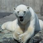 "Was guckst Du ..." wird sich der Eisbär hier wohl denken ...