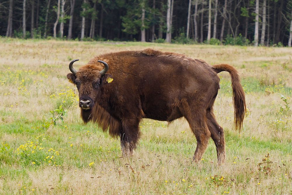 Was guckst Du? Wisentkuh im Wildgehege Küstenheide südlich von Cuxhaven