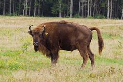 Was guckst Du? Wisentkuh im Wildgehege Küstenheide südlich von Cuxhaven