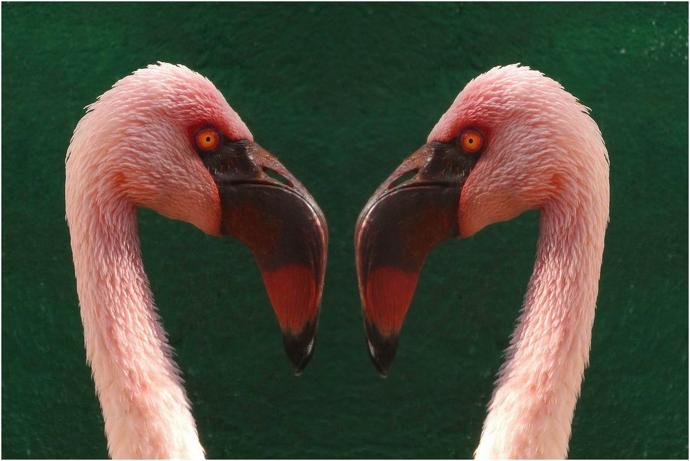 Was guckst du? (Zwergflamingos im Neuwieder Zoo)