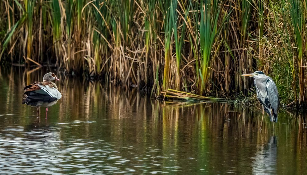 "Was guckste denn so blöde - haste noch nie ne Gans gesehen"? (ISO 5000)