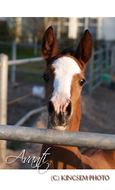 "Was guckst'n Duuuu?"