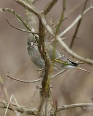 "Was guckt der denn so Finster, wie ein Geier"?