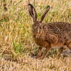 "Was guckt der nur so"?  (ISO 2000)