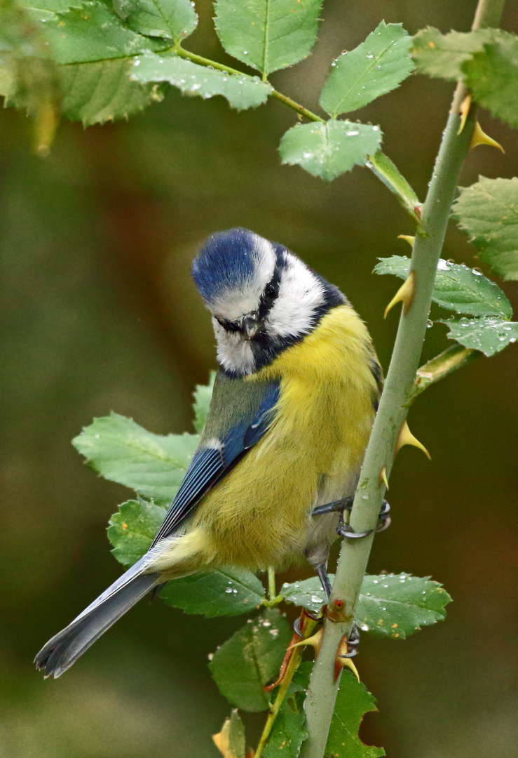 "WAS GUCKT DIE DENN"? (ISO 5000)