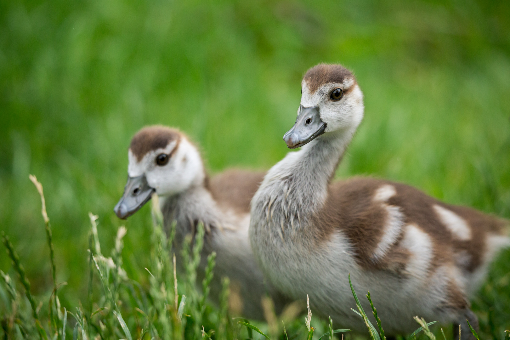 Was guckt die Gans da?