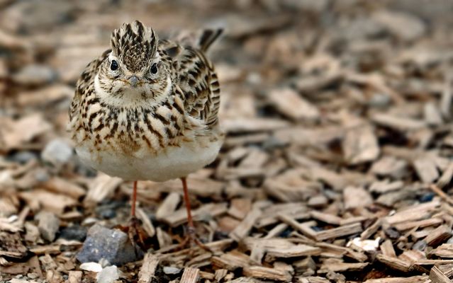 "Was guckt die soooo ..."?